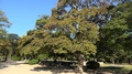 Kurogane Holly Tree That Survived The Atomic Bombing. Hiroshima Castle Park