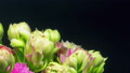 Pink Flowers Of Kalanchoe Blooms On A Black Background, Time Lapse