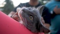 People Rub And Pet A Lazy Grey Cat Laying In The Arms Of Its Owner. Lady