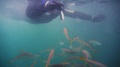 A Scuba Diver Dangling A Piece Of Dead Fish For A School Of Little Fish To