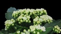 Time-Lapse Of Opening White Kalanchoe Flower, 2k With Alpha Channel
