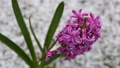 Hyacinth Purple. High Angle, Shallow Depth Of Field, Snowy, Spring, Close Up.