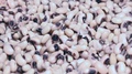 Cooked Black Eyed Peas (Beans) Rotating