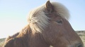 Icelandic Horse During Golden Hour In Iceland 4k (50fps)
