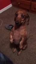 Sausage Dog Sits Upright For Long Periods Of Time Like A Tiny Human