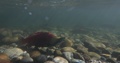Male Sockeye Salmon Spawning Underwater