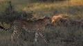 Cheetah Mother With A Bunch Of Young Juvenile Cubs In The Family. In The