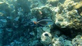 Beautiful Striped Fish Swim Near The Relief Coral Gorge, Slow Motion