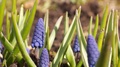 Blue Flowers Muscari (Mouse Hyacinth, Viper Onion) In The Spring Garden