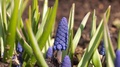 Blue Flowers Muscari (Mouse Hyacinth, Viper Onion) In A Sunny Spring Garden