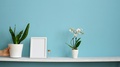 Pastel Turquoise Wall With Potted Orchid And Hand Putting Down Snake Plant.