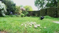 Close Up Of Jackdaw And Magpie In The Garden.