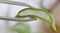 Piece Of Aloe Vera Plant, Pulp, Leaf, Cut, Transparent, Extreme Macro, Close