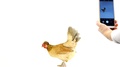 Brown Chicken Pecks Grain On White Screen. Woman Shoots A Chicken On A Mobile