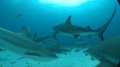 Underwater Many Sharks Swim Around In Bahamas With Scuba Divers