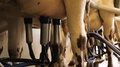 Milking Cows With A Milking Machine