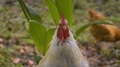 Male Rooster's Morning Call Whilst Outside In South American Agricultural
