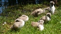A Bunch Of Cygnets, Or Baby Swans Grooming Near Their Mother In Slow Motion
