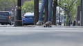Skateboarding On The City Sidewalk Wearing Adidas Sneakers. Modern Youth Culture