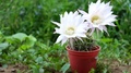 Flowering Easter Lily Cactus. Large White Cactus Flowers. Strong Wind