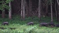 A Team Of Wild Boars And Their Walking Along The Treeline While Searching