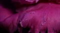 Extreme Close Up Of Water Drops On Hot Pink Peony Flower Petals.