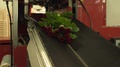 Red Roses Transported On A Conveyor Belt For Final Packing, Slow Motion