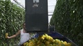 Greenhouse Worker Opening Crate Full Of Yellow Paprikas Inside