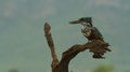 Giant Kingfisher - Perched On Branch, Looking Around