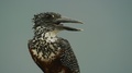 Giant Kingfisher - Perched On Branch, Looking Around, Very Close Shot