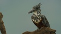 Giant Kingfisher - Perched On Branch, Looking Around, Close Shot