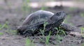 Close Up Of Cute Pond Turtle Crawling Off Screen, Sunlight Flickering