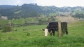 Cow Grazing #2