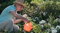 Elderly Woman In A Hat Watering The Flowers In The Garden. Gardening