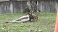 Australian Kangaroo Laying On Grass In Captivity. Dolly Shot Left To Right