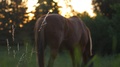 Beautiful Brown Horse Eating Grass And Wagging His Tail In Golden Hour.
