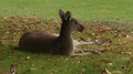 Kangaroo Laying In Grass