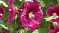 Hibiscus Flower, Dark Pink Rose Marshmallow Flower And Water Droplets On It,