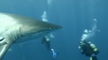 Oceanic Blacktips Sharks Swimming With Divers In Background 2.5k