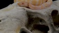 Snake On Skull White Albino Snake Close Up. Creepy Reptile Snake Moving Around A