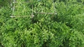 Igh Angle View Of Tomato Plants Being Watered While Growing In Backyard Garden