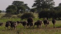 Maasai Ostrich Families, Tanzania, E Africa