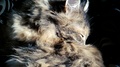 Closeup Of Gray Fluffy Domestic Cat Licking Its Hair In Slow Motion