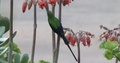 A Bright Green Sunbird Feeding On Orange Flowers In Cape Town, South Africa