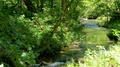 Scenic View In The Forest With A Flowing Creek In Chickasaw National