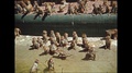 1930s: United States: Monkeys In Enclosure By Pool. Monkey Jumps Up Step.
