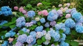A Slow Backwards Dolly Shot From A Blooming Hydrangea Plant (Also Known As