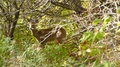 Doe Baby Of Deer Looking Through Branches