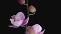 Time-Lapse Of Opening Soft Pink Phalaenopsis Orchid In Rgb + Alpha Matte Format
