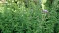 Oregano Plants In Flower In An Herb Garden, Fresh Herbs, Slider Right